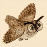 Kapeliki Greetings Card - Owl