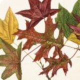 Skona Ting - Autumn Leaves Napkins
