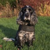 Waxed Barbour Dog Coat