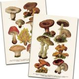 Skona Ting Mushrooms Notebook