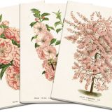 Pink flora Notebook